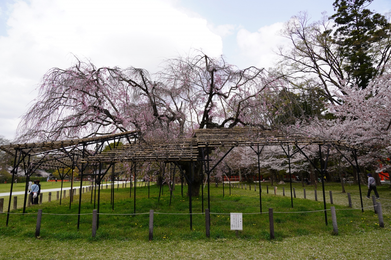 2 京都 上賀茂神社で桜 斎王桜言いますのね 今出川 北大路 北野 京都 の旅行記 ブログ By Hhbさん フォートラベル