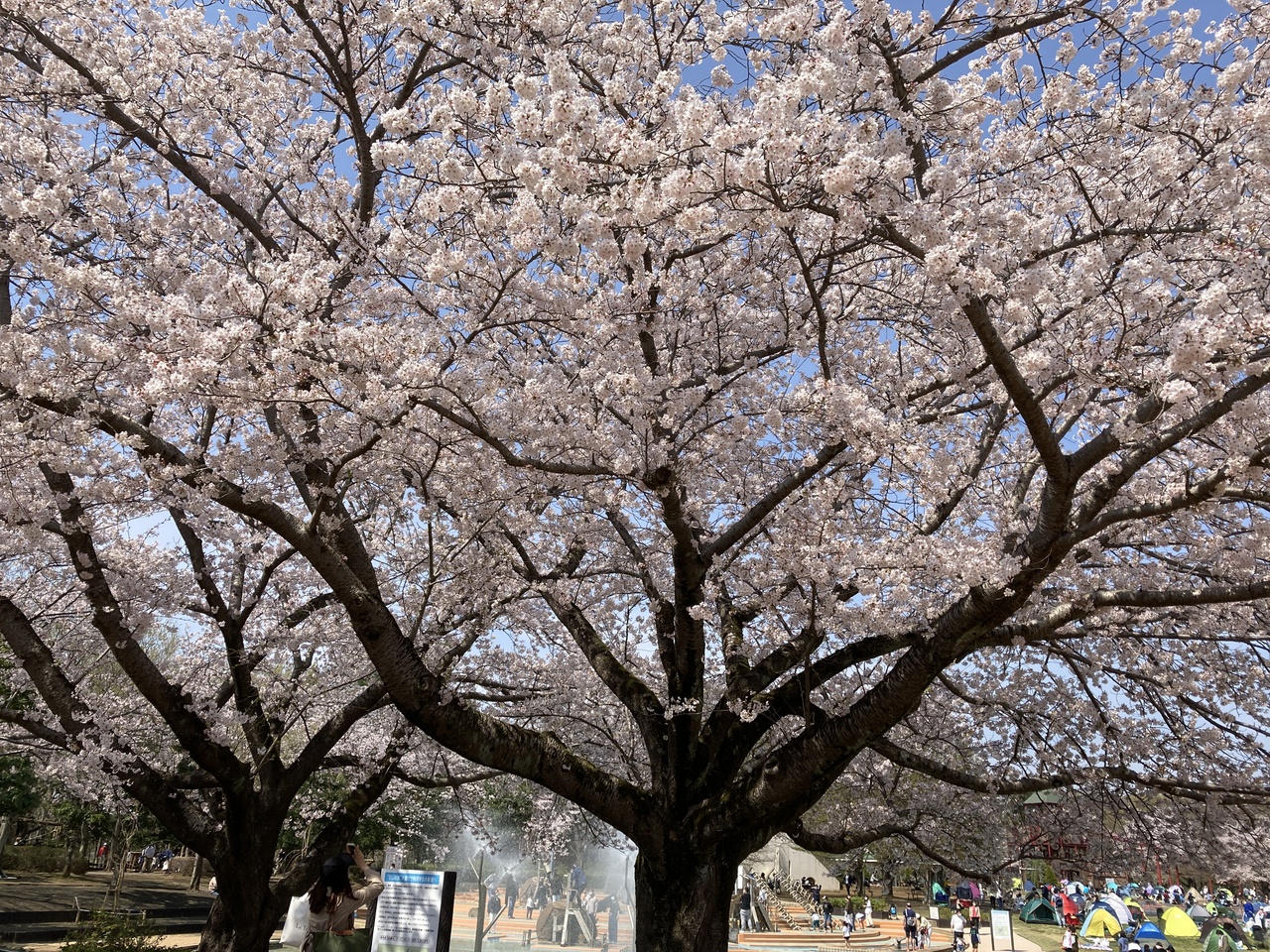 お花見な1日 船橋 習志野 千葉県 の旅行記 ブログ By Siniさん フォートラベル