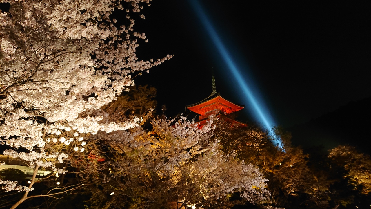 春休み 子連れ 桜の京都旅行 京都の旅行記 ブログ By ゆっちゃんさん フォートラベル 春休み 子連れ 桜の京都旅行 京都の旅行記 ブログ By ゆっちゃんさん フォートラベル