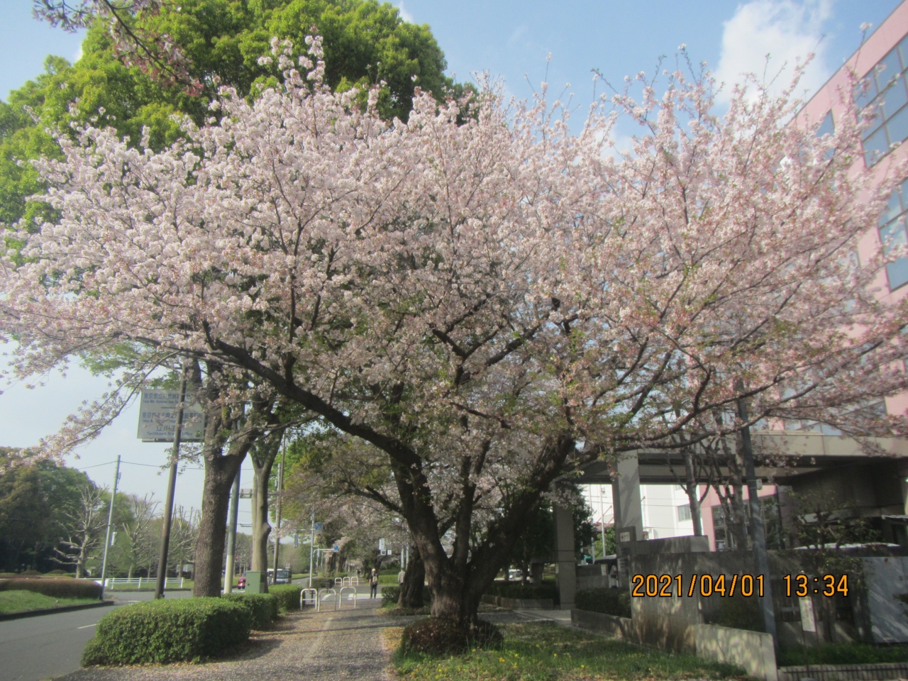 立川駅北口 昭和記念公園 桜並木を楽しみながら立川 昭島線をどんづまりまで歩く バスで立川駅北口 立川 東京 の旅行記 ブログ By Machgoさん フォートラベル