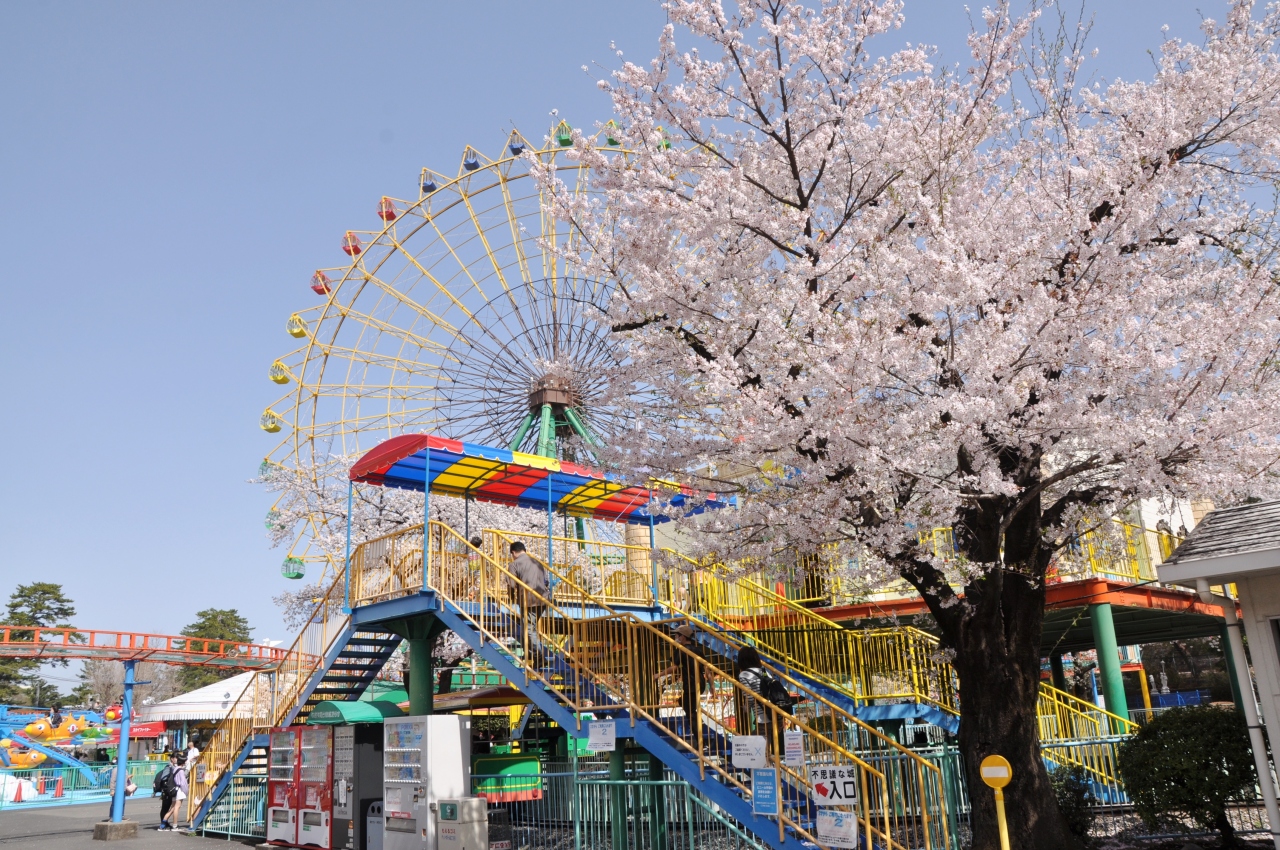 華蔵寺公園の 桜 と遊園地 伊勢崎 群馬県 の旅行記 ブログ By Mr チャングムさん フォートラベル