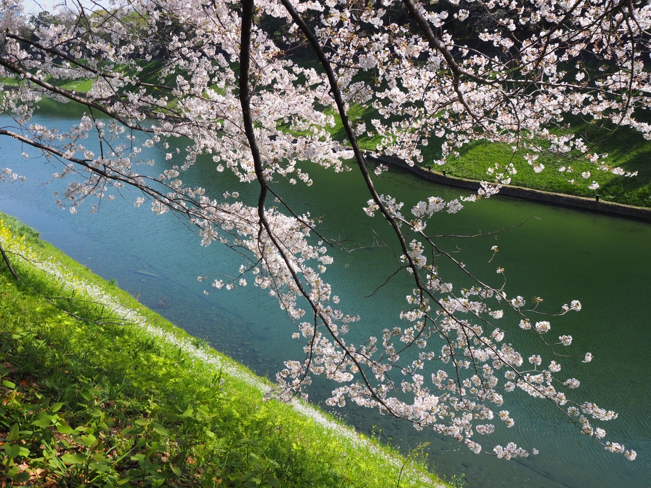 花散歩 1 丸の内 大手町 八重洲 東京 の旅行記 ブログ By Karaomamaさん フォートラベル