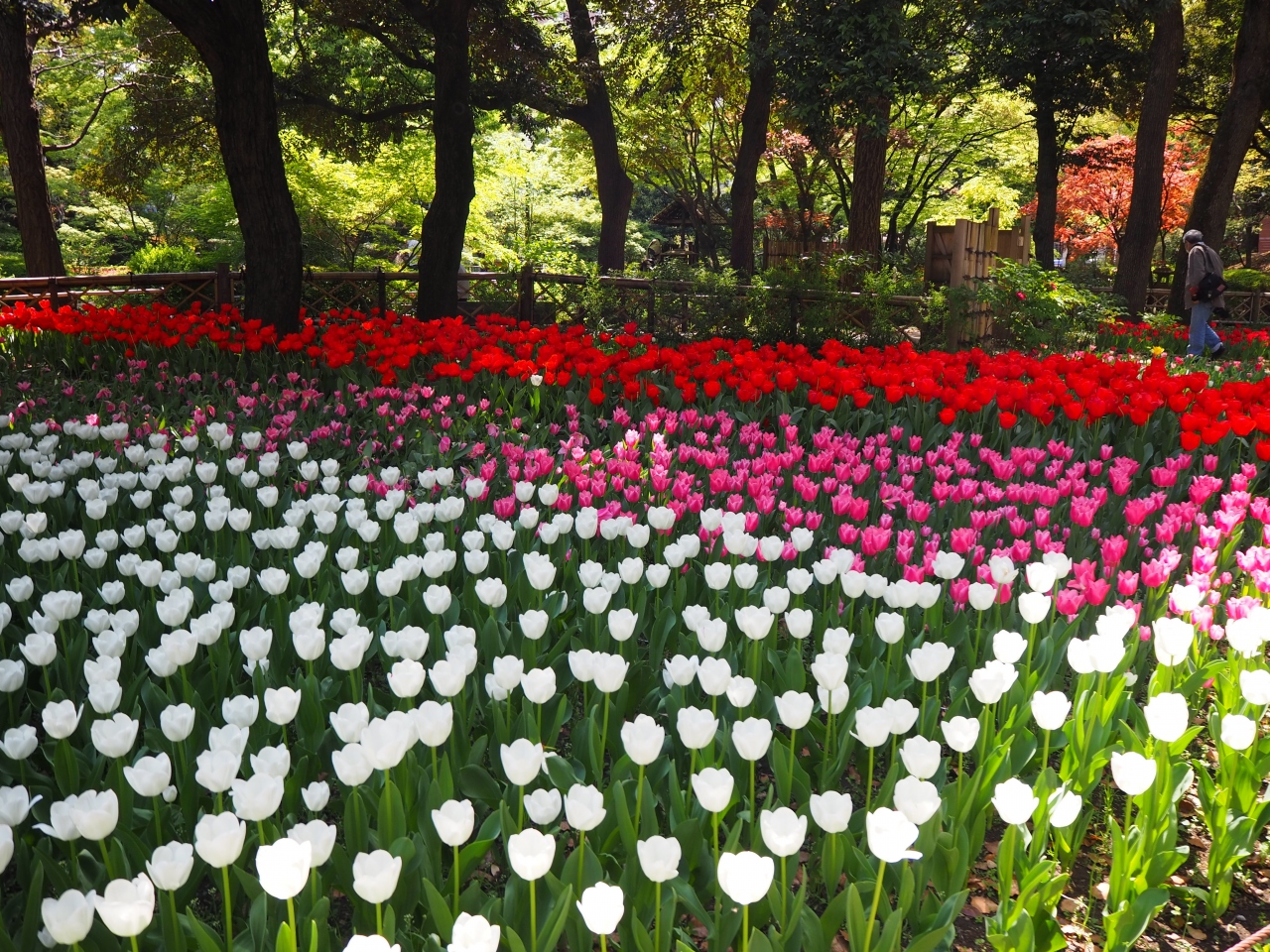 花散歩 2 横浜 神奈川県 の旅行記 ブログ By Karaomamaさん フォートラベル