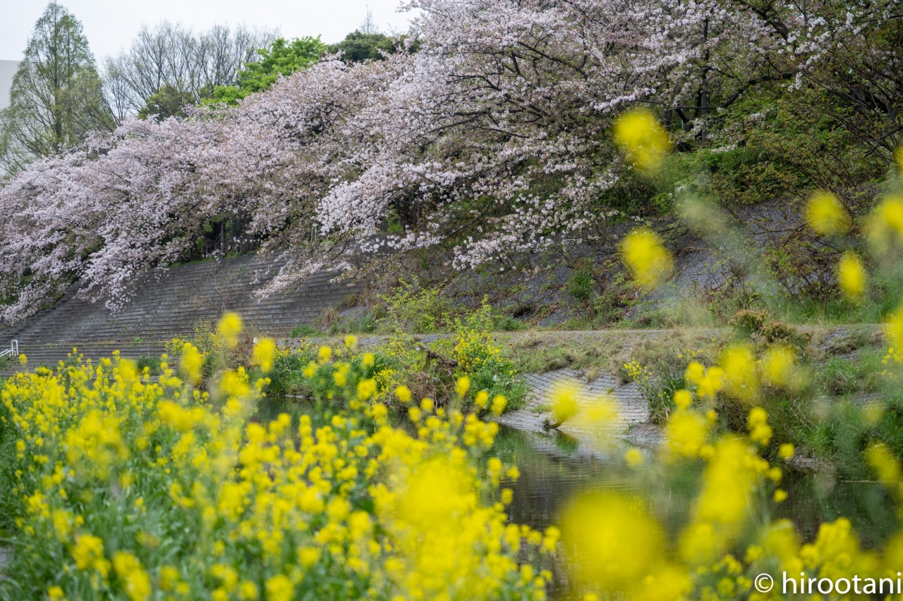 21 山崎川四季の道の桜 名古屋 愛知県 の旅行記 ブログ By Hirootaniさん フォートラベル 21 山崎川四季の道の桜 名古屋 愛知県 の旅行記 ブログ By Hirootaniさん フォートラベル