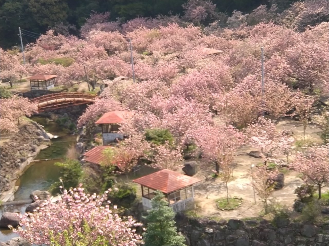 一心寺のぼたん桜 原尻の滝のチューリップ 春の花を愛でるお花見旅 ぼたん桜 筋湯温泉 九重温泉郷 大分県 の旅行記 ブログ By ソネッチさん フォートラベル