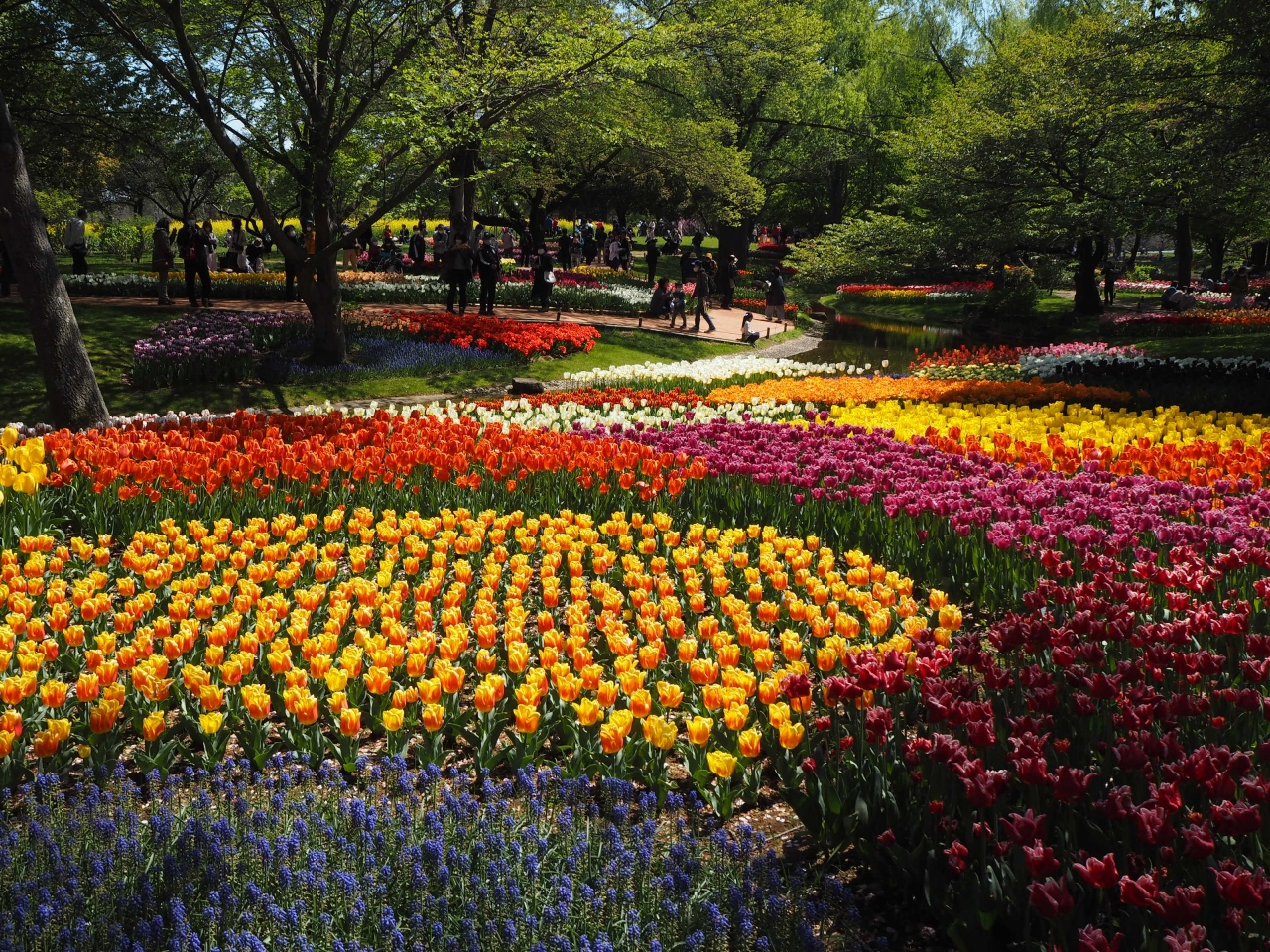 国営昭和記念公園のチューリップが満開 立川 東京 の旅行記 ブログ By Jalan Jalanさん フォートラベル