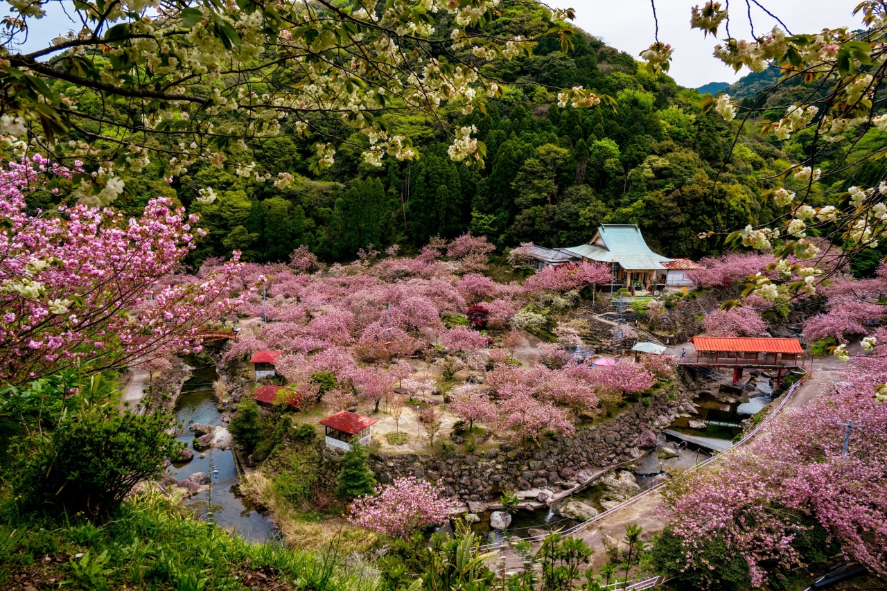 一心寺の八重桜 21 大分市 大分県 の旅行記 ブログ By 気まぐれなデジカメ館さん フォートラベル 一心寺の八重桜 21 大分市 大分県 の旅行記 ブログ By 気まぐれなデジカメ館さん フォートラベル