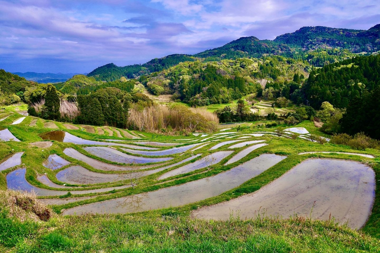 21年春休み 日本の棚田百選 に選ばれた絶景棚田大山千枚田 鴨川館に宿泊して鴨川シーワールドへマイクロツーリズム 1泊2日家族４人で 鴨川 千葉県 の旅行記 ブログ By 働きマンさん フォートラベル