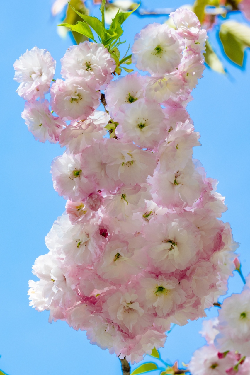 真玉の八重桜 21 宇佐 豊後高田 大分県 の旅行記 ブログ By 気まぐれなデジカメ館さん フォートラベル