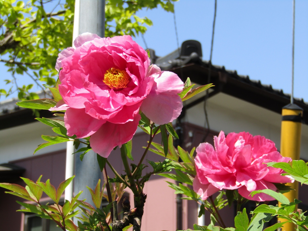 他の牡丹も満開に 21年春 戸塚 いずみ野 港南台 神奈川県 の旅行記 ブログ By ドクターキムルさん フォートラベル 他の牡丹も満開に 21年春 戸塚 いずみ野 港南台 神奈川県 の旅行記 ブログ By ドクターキムルさん フォートラベル