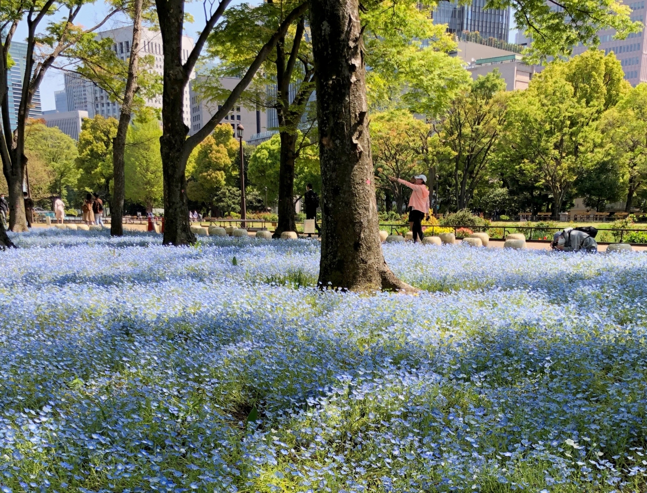 今 ネモフィラが咲いています In 日比谷公園 銀座 有楽町 日比谷 東京 の旅行記 ブログ By アンペルマンさん フォートラベル