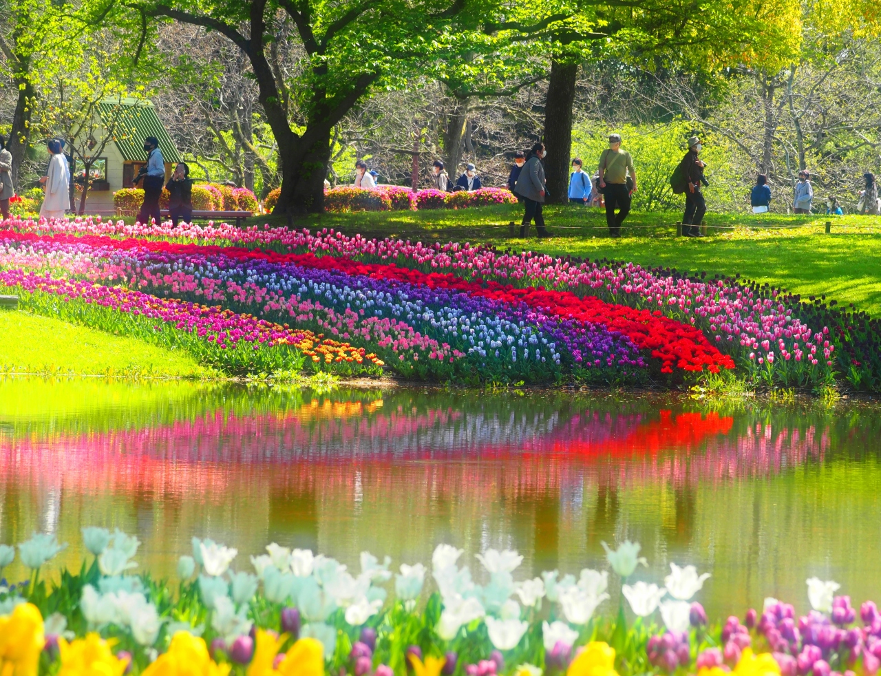 21年4月 立川 昭和記念公園フラワーフェスティバル 立川 東京 の旅行記 ブログ By Last Snow Leopardさん フォートラベル 21年4月 立川 昭和記念公園フラワーフェスティバル 立川 東京 の旅行記 ブログ By Last Snow Leopardさん フォートラベル