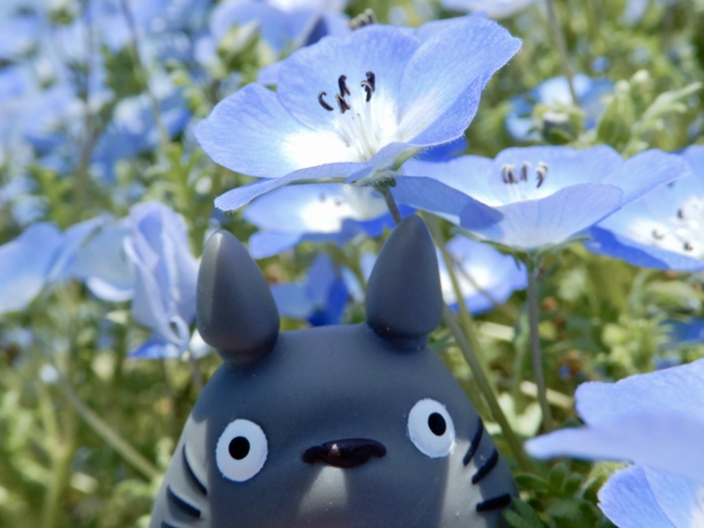 初開催 ネモフィラ フェア 21 In長居植物園 住吉 平野 大阪 の旅行記 ブログ By 豚のしっぽさん フォートラベル 初開催 ネモフィラ フェア 21 In長居植物園 住吉 平野 大阪 の旅行記 ブログ By 豚のしっぽさん フォートラベル