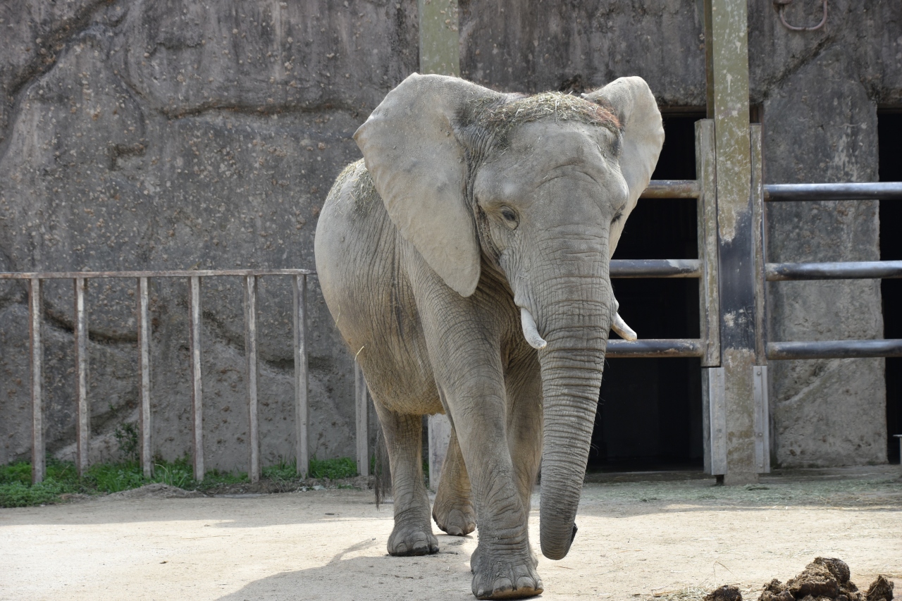 東武動物公園はエキサイティングです 蓮田 白岡 埼玉県 の旅行記 ブログ By きゃめるさん フォートラベル