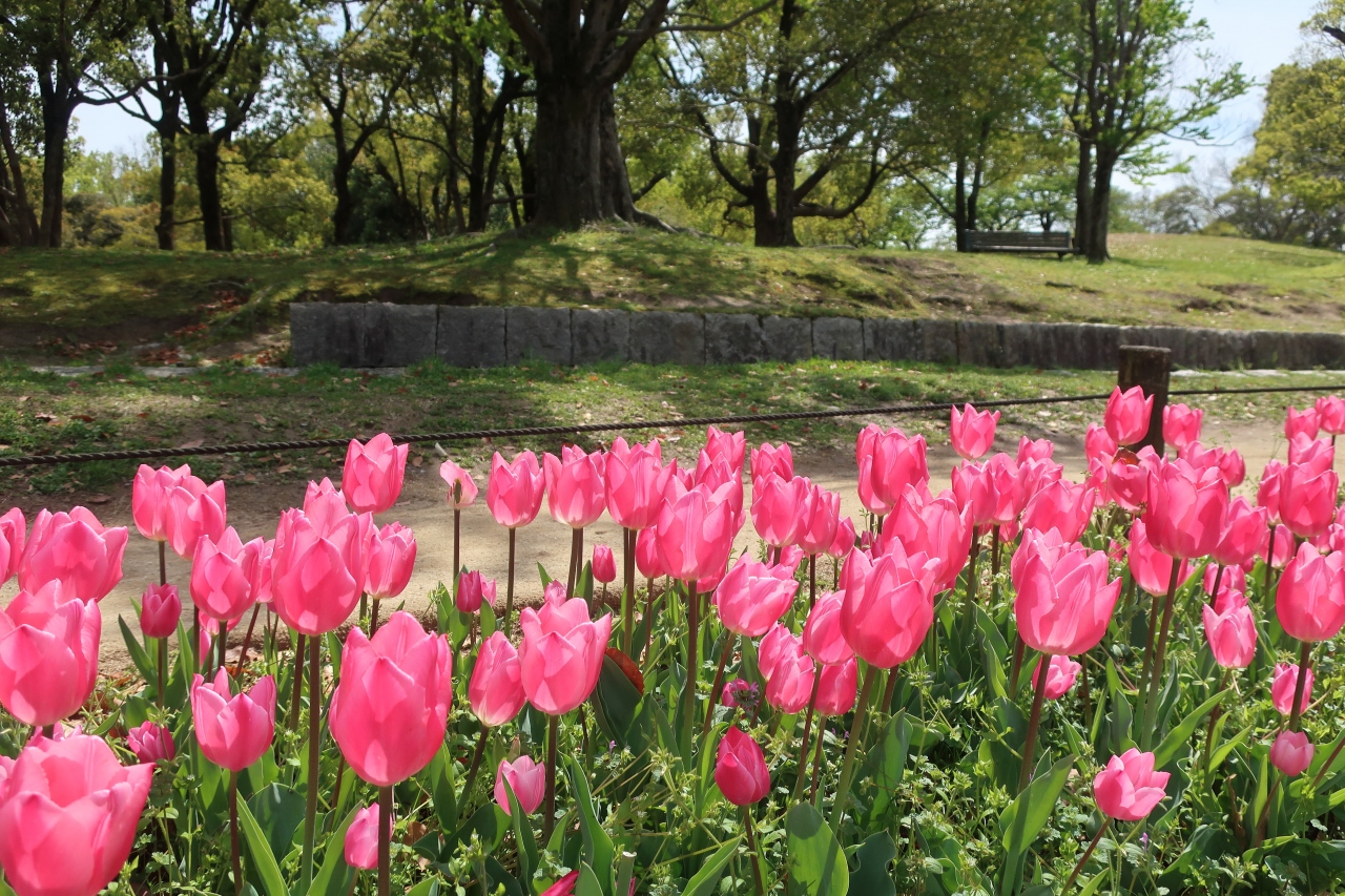 万博記念公園 チューリップ 21 吹田 万博公園 大阪 の旅行記 ブログ By めぇさん フォートラベル 万博記念公園 チューリップ 21 吹田 万博公園 大阪 の旅行記 ブログ By めぇさん フォートラベル