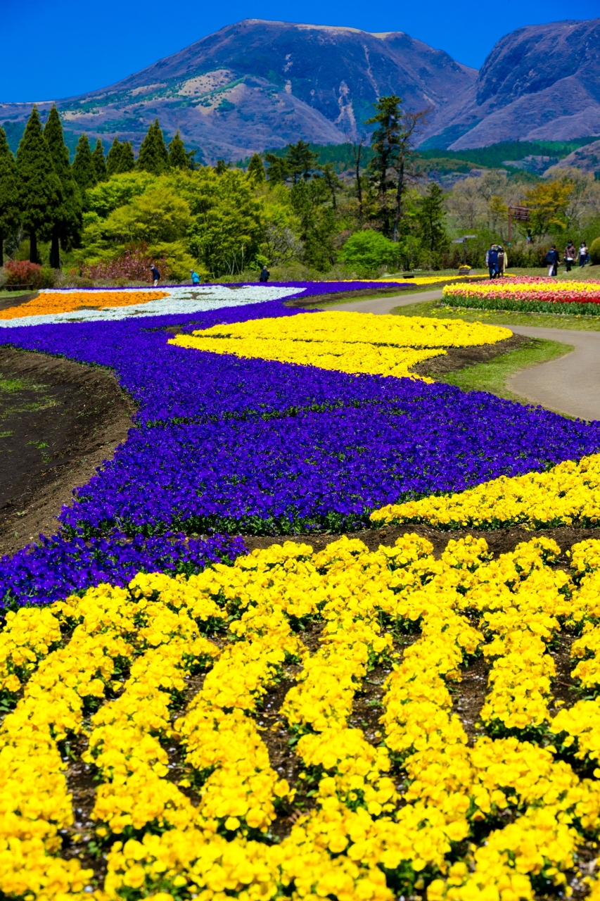 くじゅう花公園 21年4月 久住高原 大分県 の旅行記 ブログ By 気まぐれなデジカメ館さん フォートラベル くじゅう花公園 21年4月 久住高原 大分県 の旅行記 ブログ By 気まぐれなデジカメ館さん フォートラベル