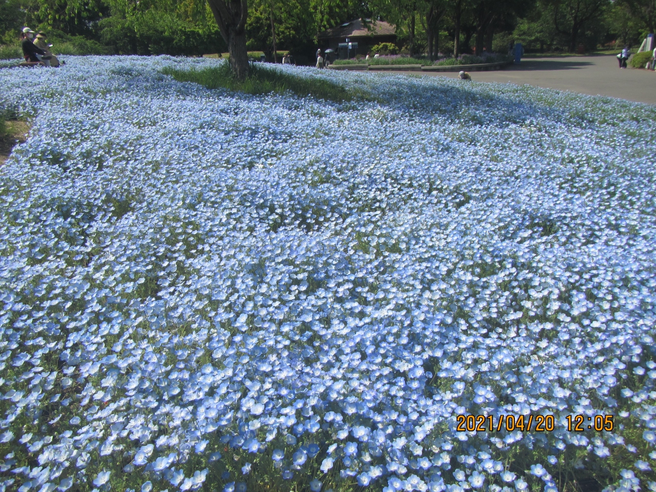 昭和記念公園フラワーフェスティバルで綺麗な花の写真を撮りまくり 立川 東京 の旅行記 ブログ By Machgoさん フォートラベル 昭和記念公園フラワーフェスティバルで綺麗な花の写真を撮りまくり 立川 東京 の旅行記 ブログ By Machgoさん フォートラベル