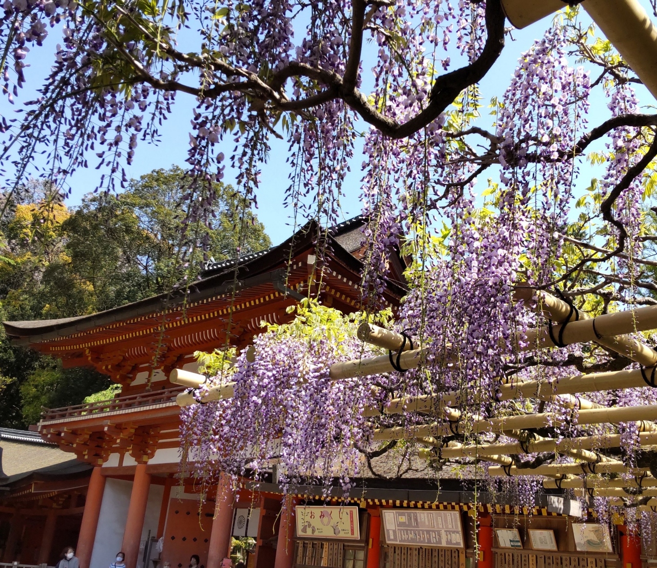 春日大社の砂ずりのふじをめざして 奈良市 奈良県 の旅行記 ブログ By Ekoさん フォートラベル