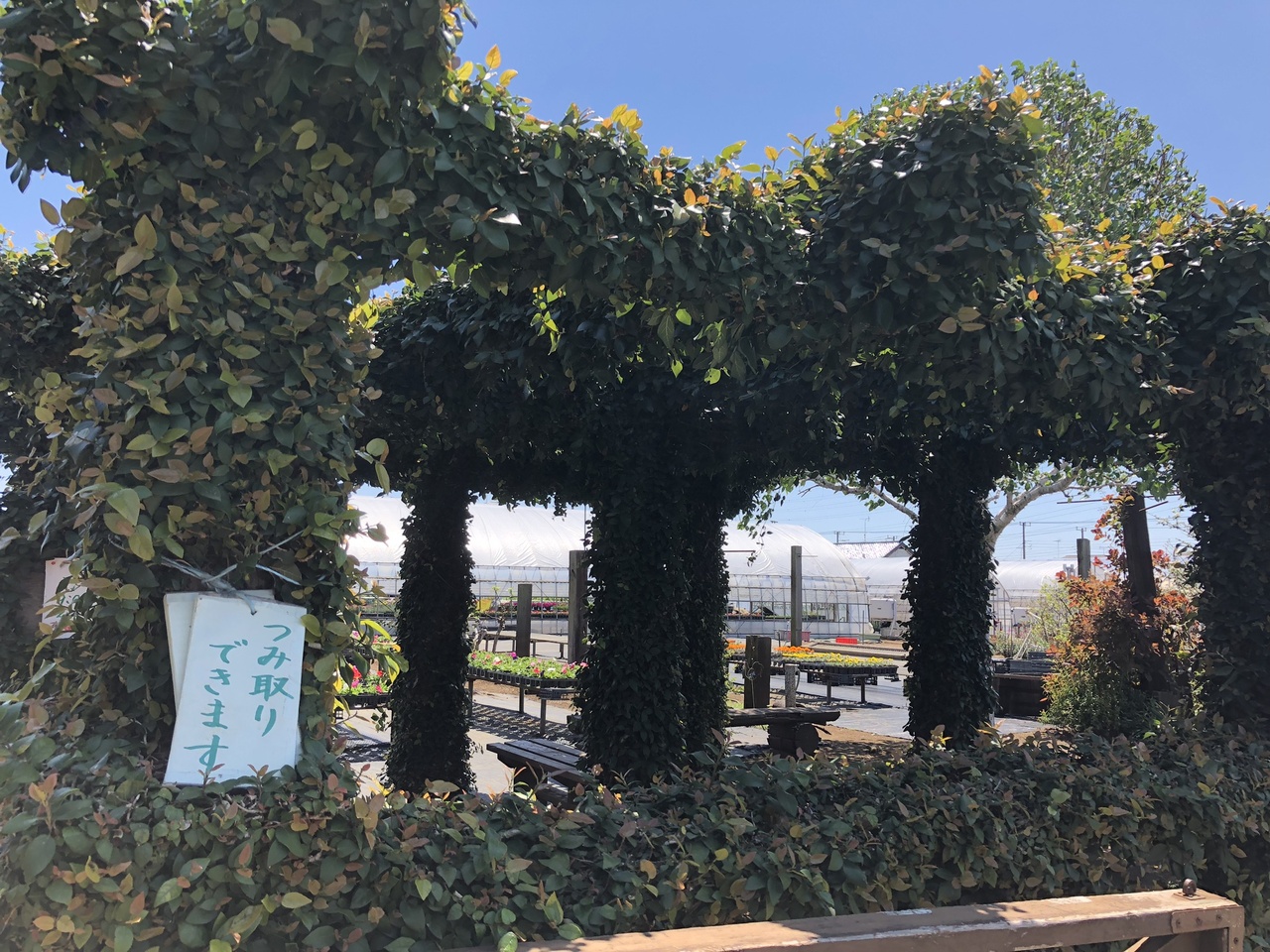 19年 小平の農園で花摘み 小平 西東京 東京 の旅行記 ブログ By Hito27yasumiさん フォートラベル