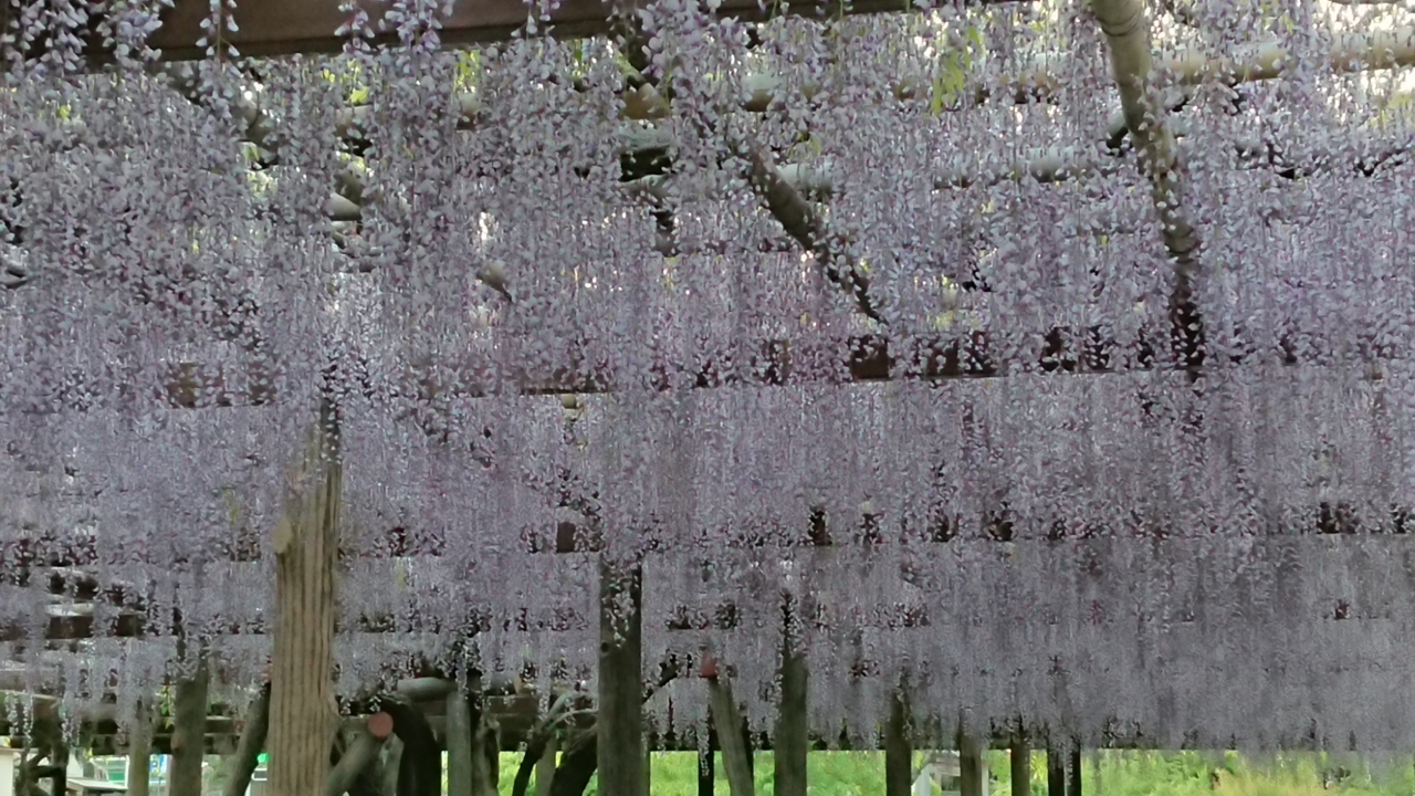 足柄 小田原 藤 小田原 神奈川県 の旅行記 ブログ By Ha Travelさん フォートラベル