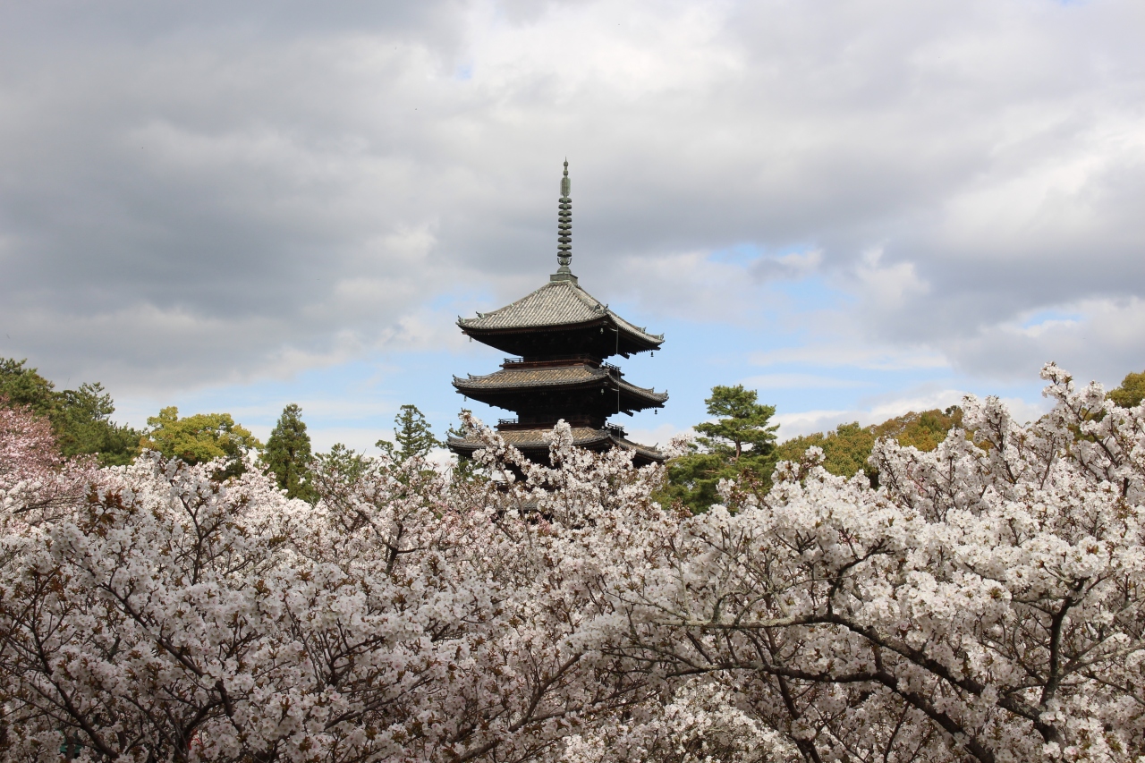 京都桜さんぽ21 醍醐寺 仁和寺 二条城 二条 烏丸 河原町 京都 の旅行記 ブログ By Ruiさん フォートラベル 京都桜さんぽ21 醍醐寺 仁和寺 二条城 二条 烏丸 河原町 京都 の旅行記 ブログ By Ruiさん フォートラベル