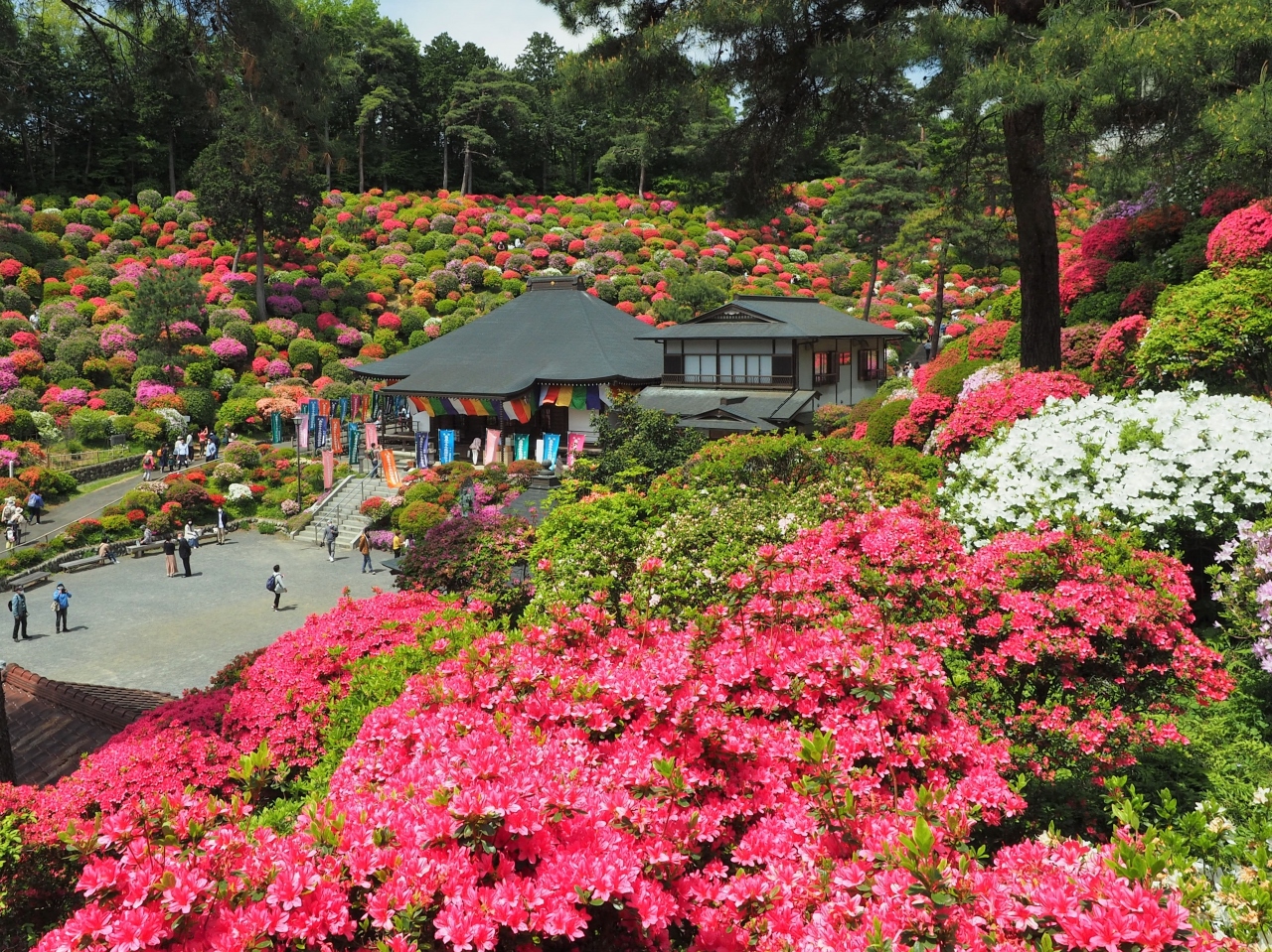 鮮やかな二万本のつつじ回廊 塩船観音寺 青梅 東京 の旅行記 ブログ By クリント東木さん フォートラベル 鮮やかな二万本のつつじ回廊 塩船観音寺 青梅 東京 の旅行記 ブログ By クリント東木さん フォートラベル