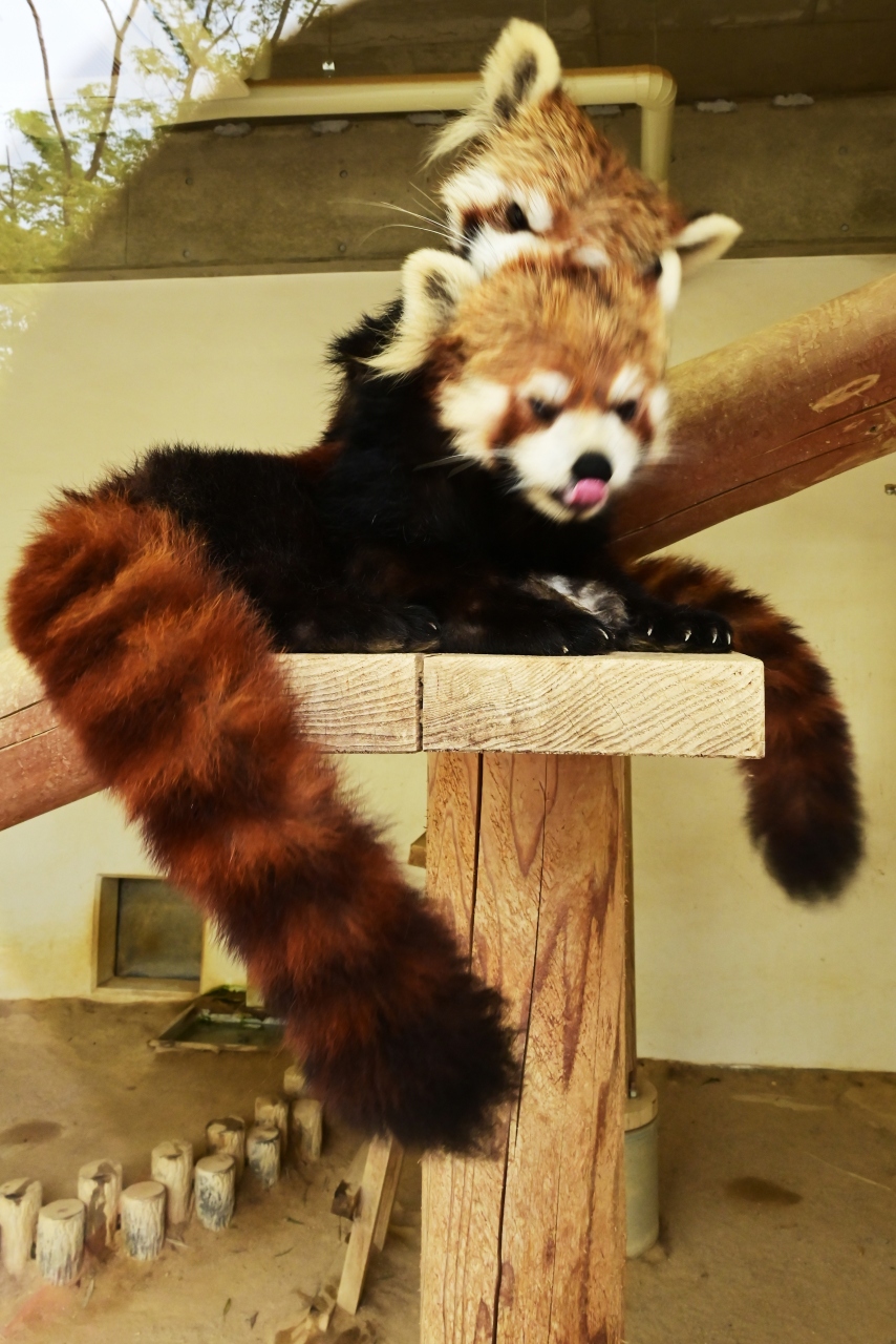 レッサーパンダはかわゆい 福知山動物園 福知山 京都 の旅行記 ブログ By トットさん フォートラベル
