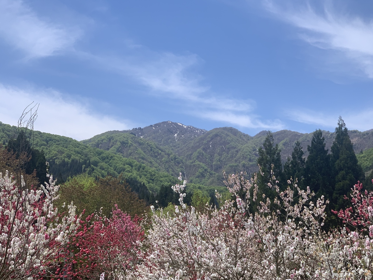 越前大野のハナモモと芝桜21 大野 福井県 の旅行記 ブログ By にゃにゃ501さん フォートラベル