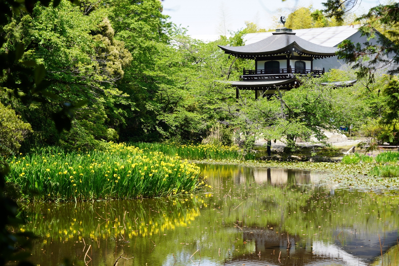 1 京都 勧修寺の杜若もそろそろやろかと 山科 京都 の旅行記 ブログ By Hhbさん フォートラベル 1 京都 勧修寺の杜若もそろそろやろかと 山科 京都 の旅行記 ブログ By Hhbさん フォートラベル