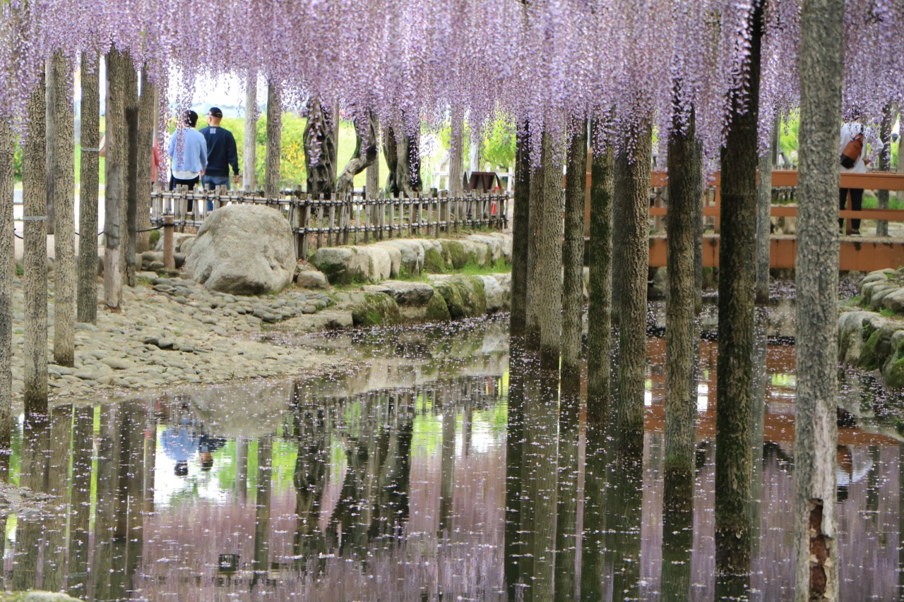 甘く香る津島天王川公園の満開の藤 花筏がないなんて A 津島 愛西 蟹江 愛知県 の旅行記 ブログ By みちるさん フォートラベル 甘く香る津島天王川公園の満開の藤 花筏がないなんて A 津島 愛西 蟹江 愛知県 の旅行記 ブログ By みちるさん フォートラベル