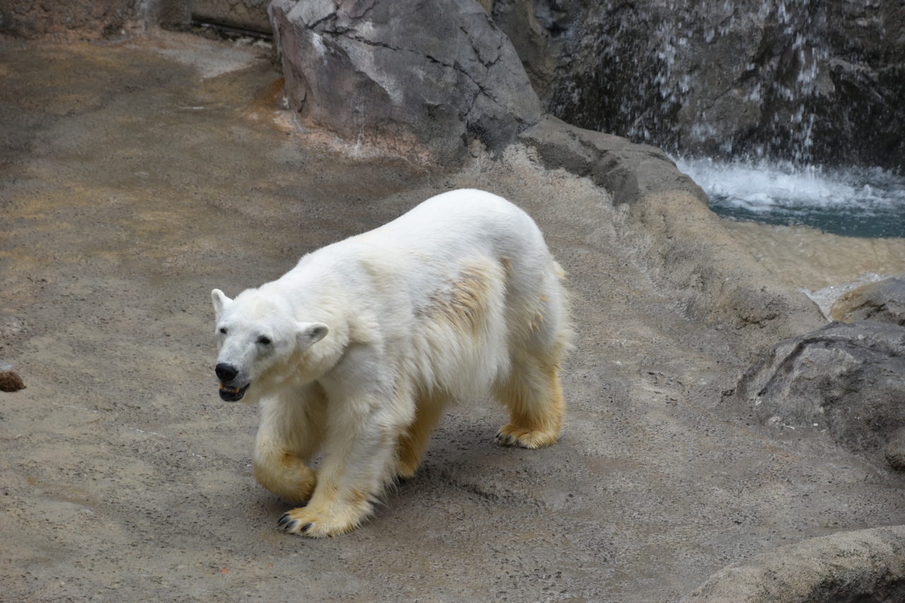 有名な旭山動物園に行ってきました 旭川 北海道 の旅行記 ブログ By きゃめるさん フォートラベル