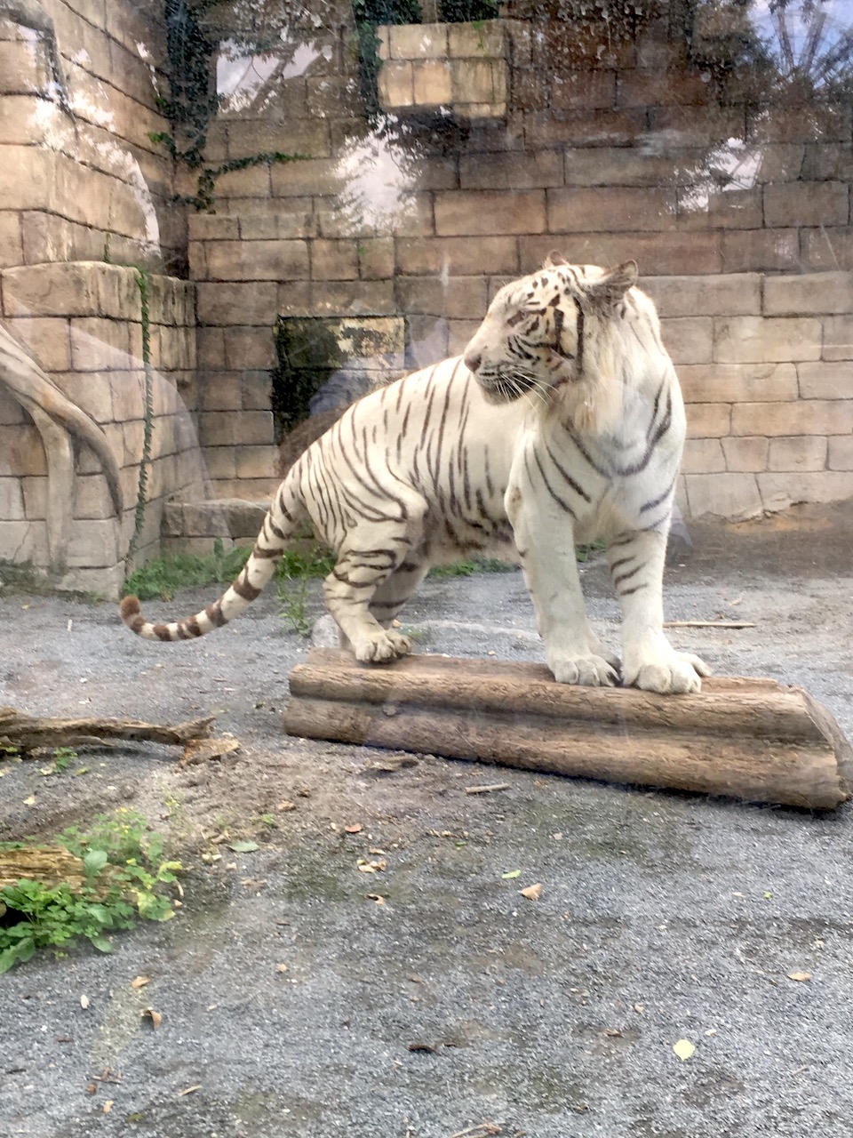 東武動物公園 ホワイトタイガーに会いに 蓮田 白岡 埼玉県 の旅行記 ブログ By ふくいさんさん フォートラベル