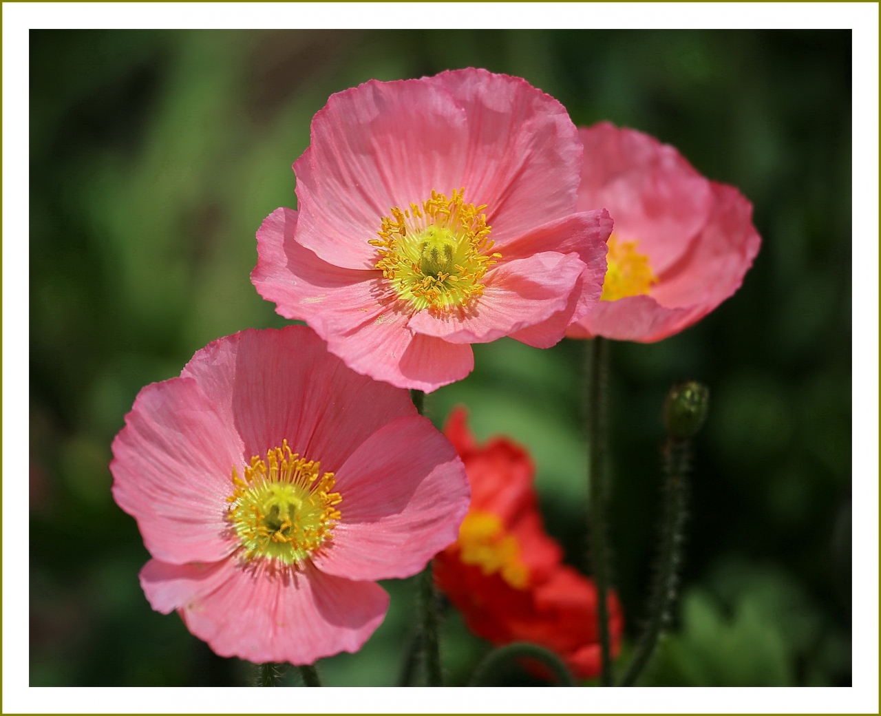 Solitary Journey 62 薄紫の藤の花もルピナスやポピーの花も時期的にちょうど見頃でした せらふじ園の藤棚 広島県世羅町 世羅 広島県 の旅行記 ブログ By Mechagodzilla 703さん フォートラベル Solitary Journey 62 薄紫の藤の花もルピナスやポピーの花も時期的にちょうど見頃でした せらふじ園の藤棚 広島県世羅町 世羅 広島県 の旅行記 ブログ By Mechagodzilla 703さん フォートラベル