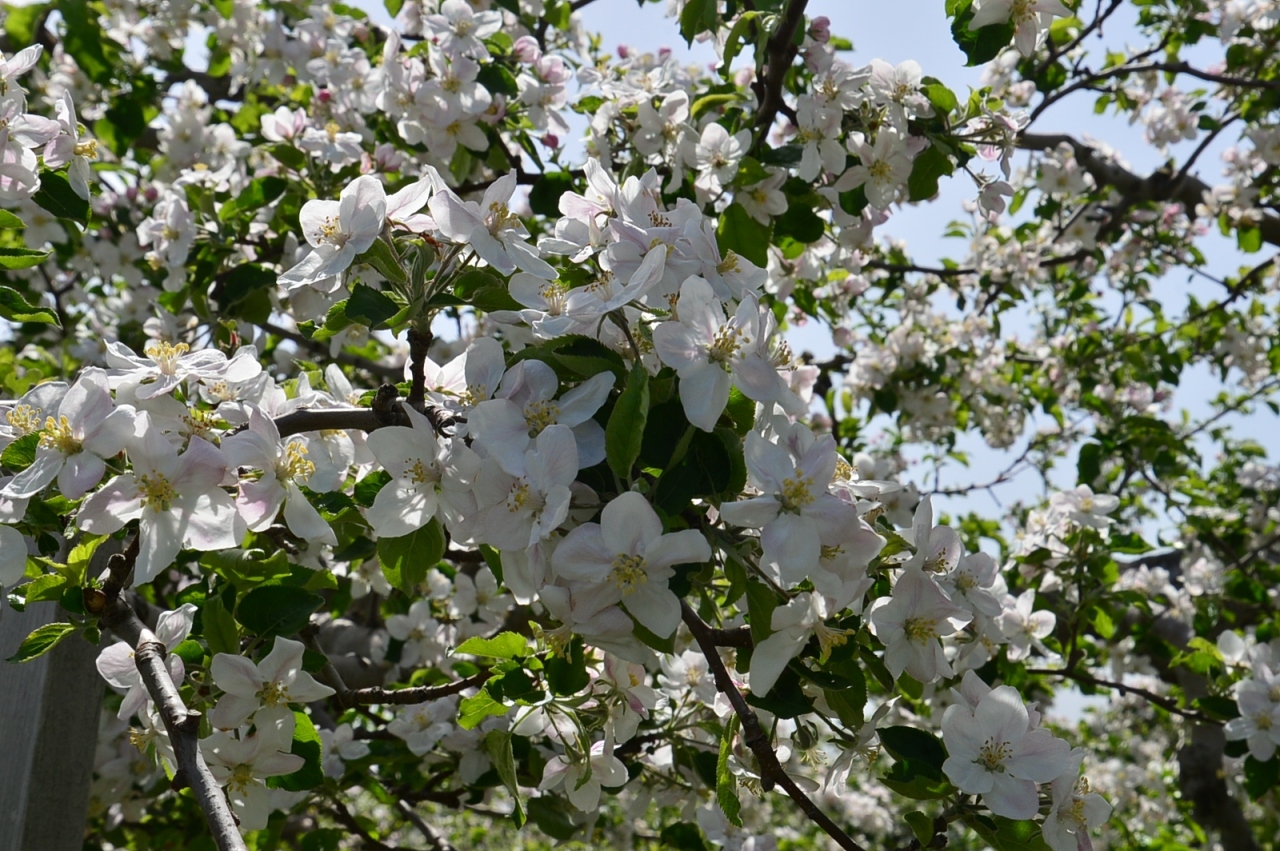 りんごの花と鶴の舞橋と 五所川原 青森県 の旅行記 ブログ By たのちゃんさん フォートラベル りんごの花と鶴の舞橋と 五所川原 青森県 の旅行記 ブログ By たのちゃんさん フォートラベル