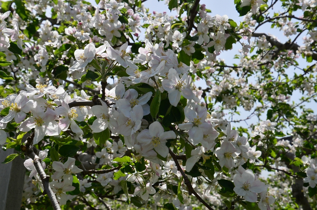 りんごの花と鶴の舞橋と 五所川原 青森県 の旅行記 ブログ By たのちゃんさん フォートラベル