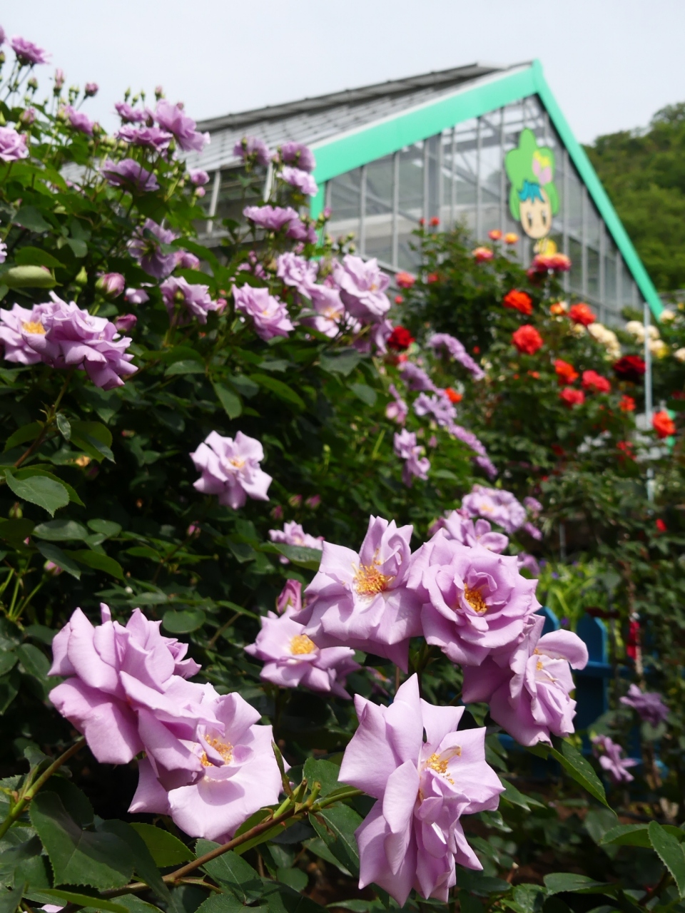 とちぎ花センター のバラ 21 一部傷み始めてるが まだ見頃です 栃木県 栃木市 栃木 壬生 都賀 栃木県 の旅行記 ブログ By Minamicazeさん フォートラベル とちぎ花センター のバラ 21 一部傷み始めてるが まだ見頃です 栃木県 栃木市 栃木 壬生 都賀 栃木県 の旅行記 ブログ By Minamicazeさん フォートラベル