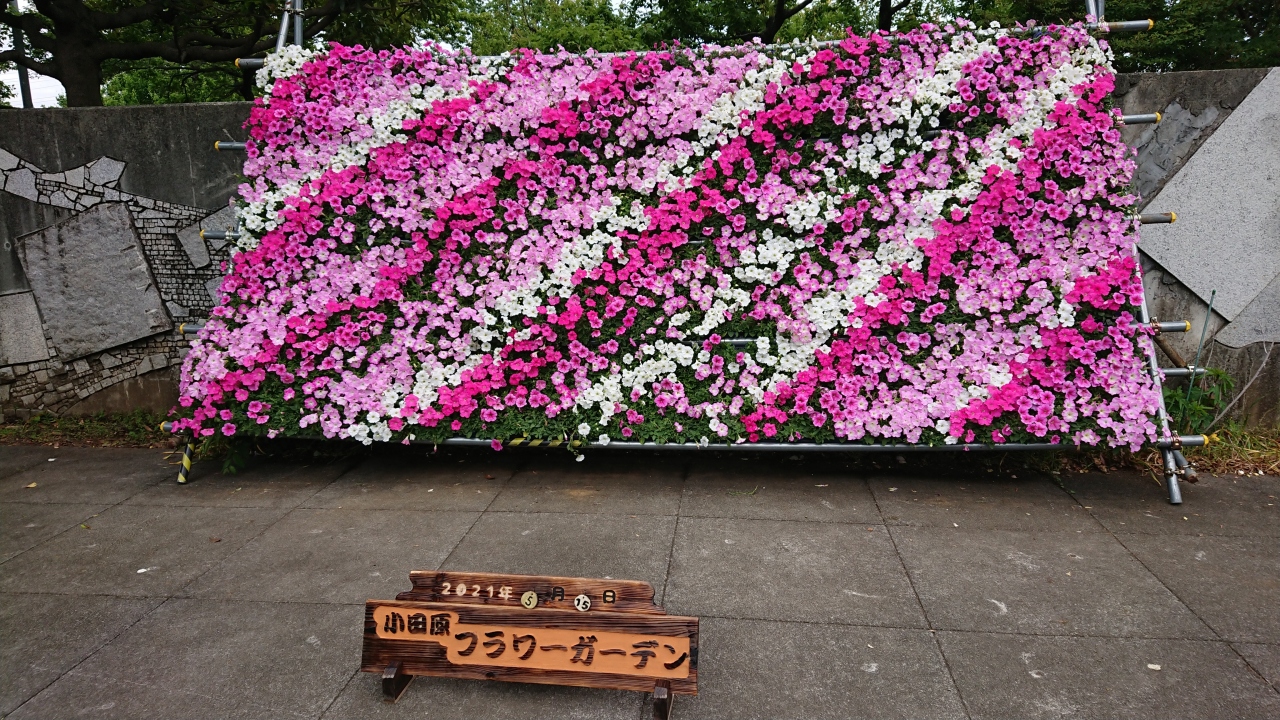 小田原フラワーガーデン 小田原 神奈川県 の旅行記 ブログ By Ha Travelさん フォートラベル 小田原フラワーガーデン 小田原 神奈川県 の旅行記 ブログ By Ha Travelさん フォートラベル