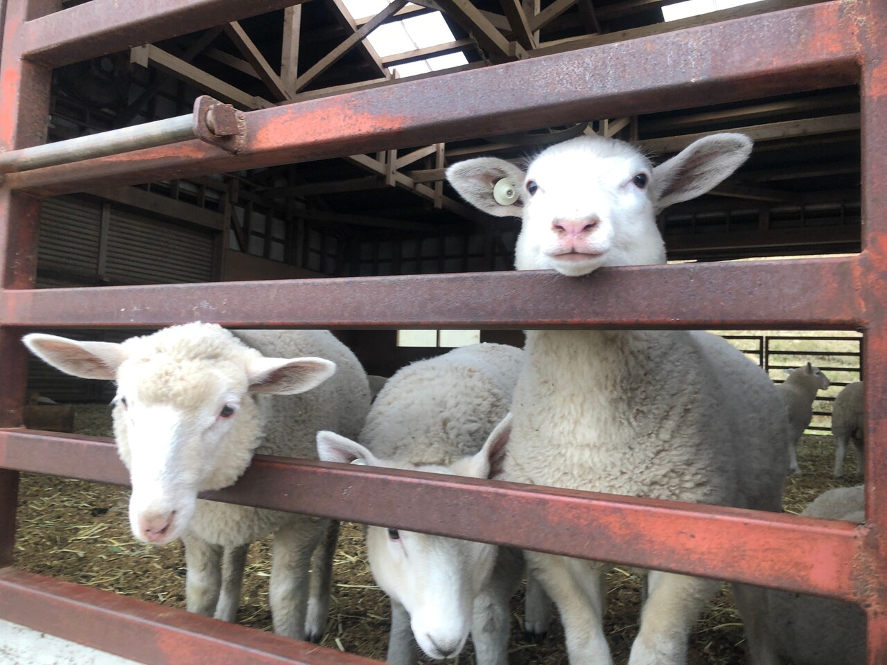 ひつじの大行進は絶対見て マザー牧場 富津 千葉県 の旅行記 ブログ By うたまるさん フォートラベル