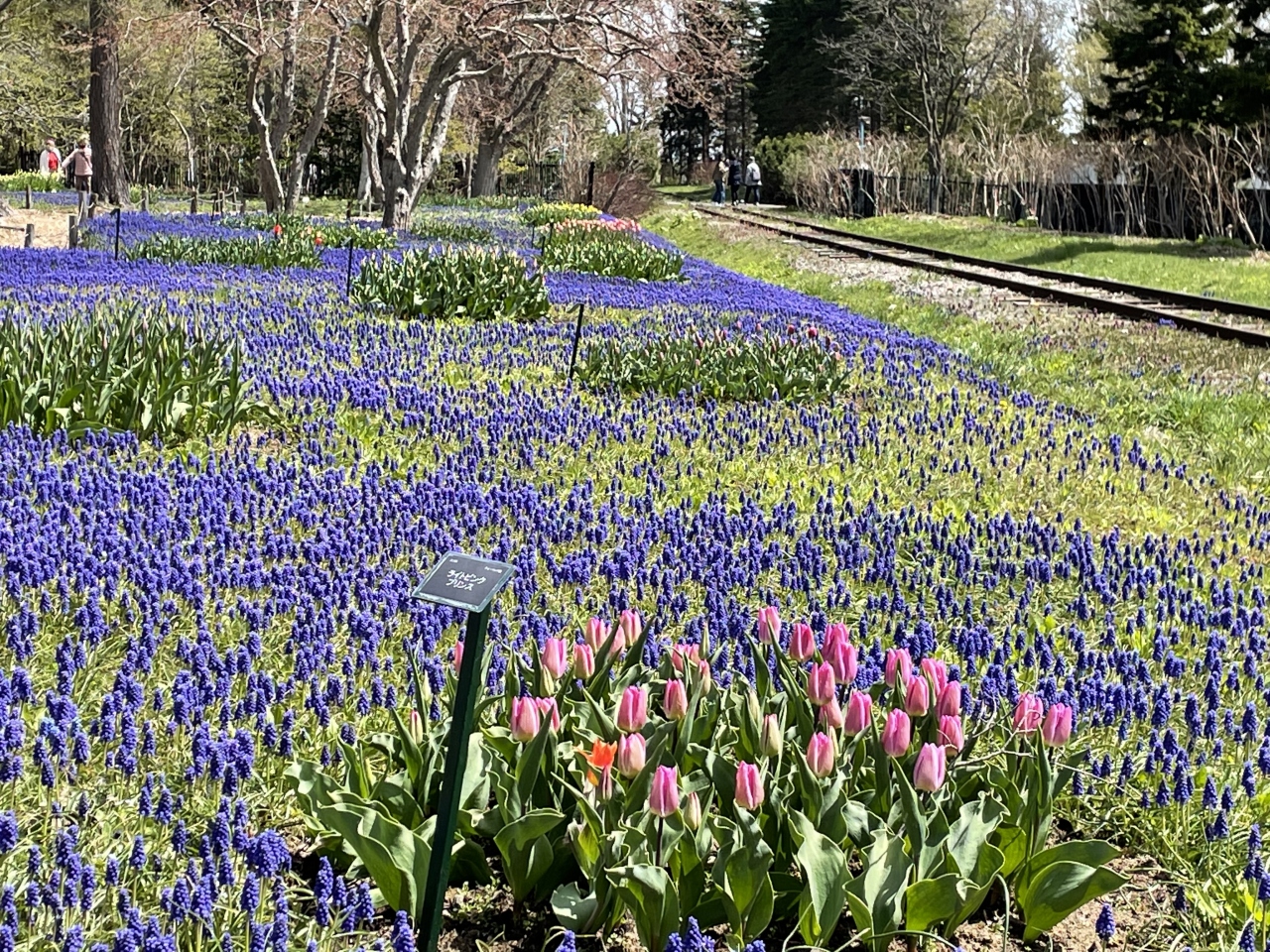 21 5 札幌市内の公園花めぐり 桜 梅 チューリップ ムスカリ春爛漫だ 札幌 北海道 の旅行記 ブログ By ゆんこさん フォートラベル 21 5 札幌市内の公園花めぐり 桜 梅 チューリップ ムスカリ春爛漫だ 札幌 北海道 の旅行記 ブログ By ゆんこさん フォートラベル