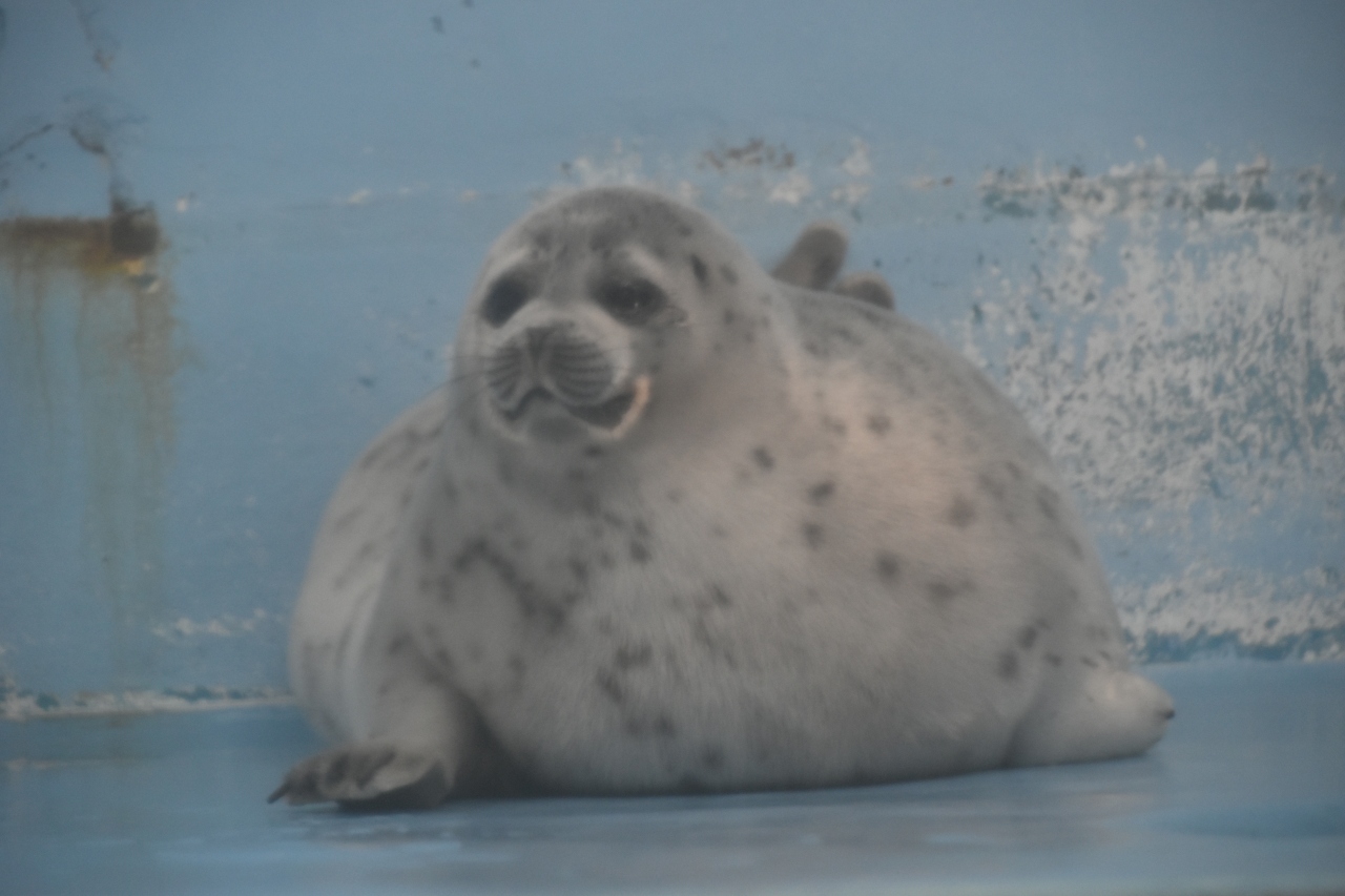 たくさんの海獣に会えるおたる水族館です 小樽 北海道 の旅行記 ブログ By きゃめるさん フォートラベル