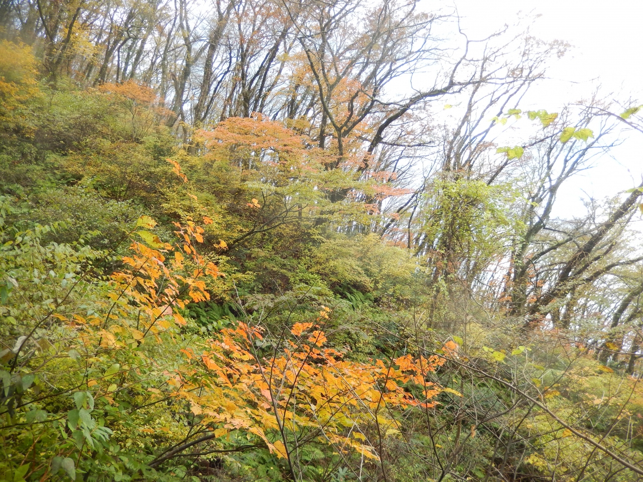 今度こそ紅葉の三瓶山へ No2 三瓶山周辺 島根県 の旅行記 ブログ By とべひよこさん フォートラベル 今度こそ紅葉の三瓶山へ No2 三瓶山周辺 島根県 の旅行記 ブログ By とべひよこさん フォートラベル