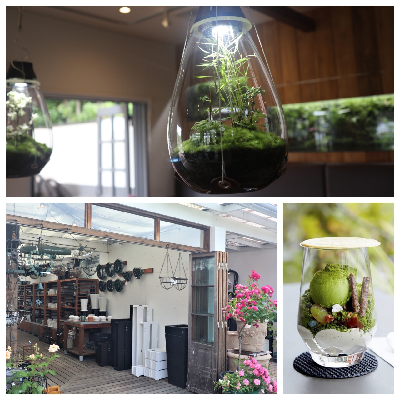 苔大好き 苔テラリウム 苔パフェ 4日後に自分で作っちゃいました 宝塚 兵庫県 の旅行記 ブログ By Yokoさん フォートラベル 苔大好き 苔テラリウム 苔パフェ 4日後に自分で作っちゃいました 宝塚 兵庫県 の旅行記 ブログ By Yokoさん フォートラベル