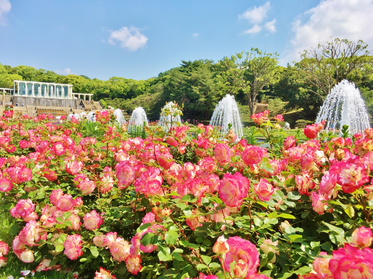 バラに包まれた須磨離宮公園 須磨寺 須磨海浜水族園へ 須磨 兵庫県 の旅行記 ブログ By Sahraさん フォートラベル