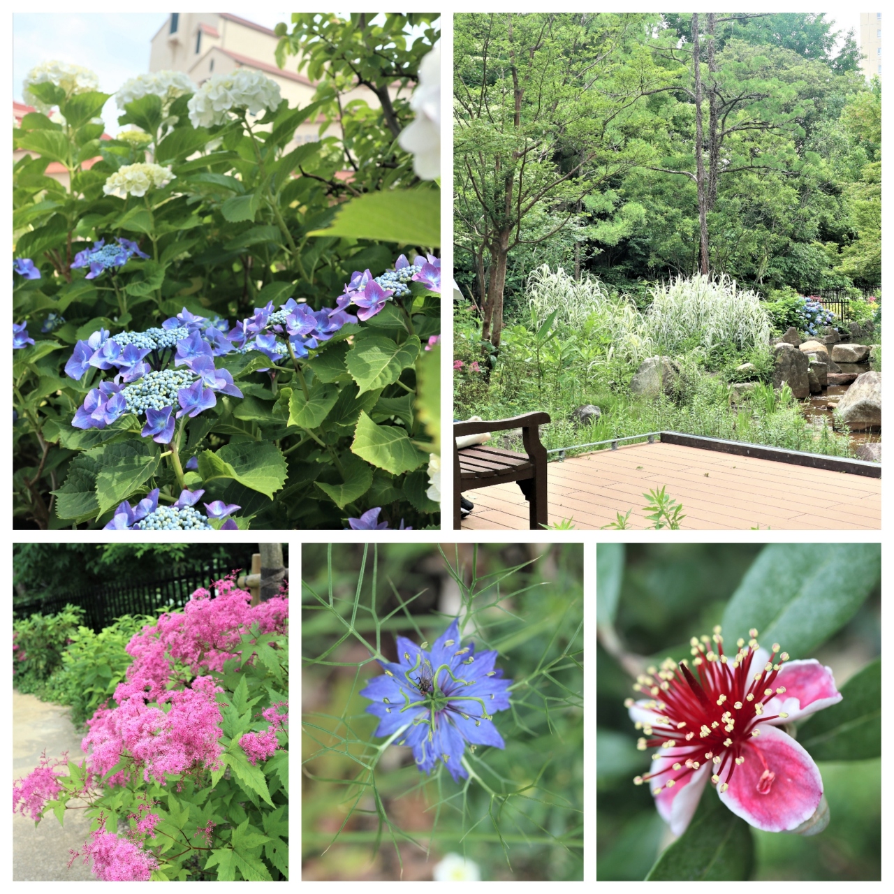 宝塚市の癒やし空間 花のみち の 紫陽花 と 文化芸術センター の庭園 宝塚 兵庫県 の旅行記 ブログ By Yokoさん フォートラベル