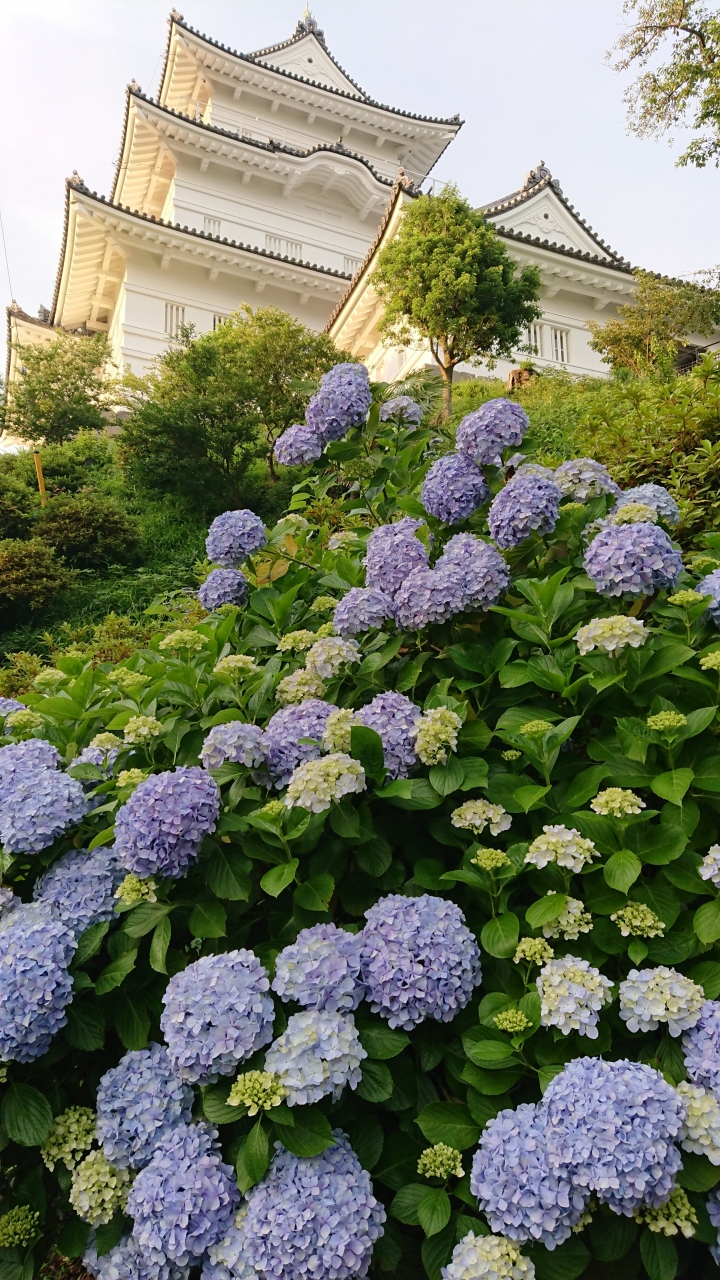 小田原城あじさい花菖蒲オープンガーデン 小田原 神奈川県 の旅行記 ブログ By Ha Travelさん フォートラベル 小田原城あじさい花菖蒲オープンガーデン 小田原 神奈川県 の旅行記 ブログ By Ha Travelさん フォートラベル