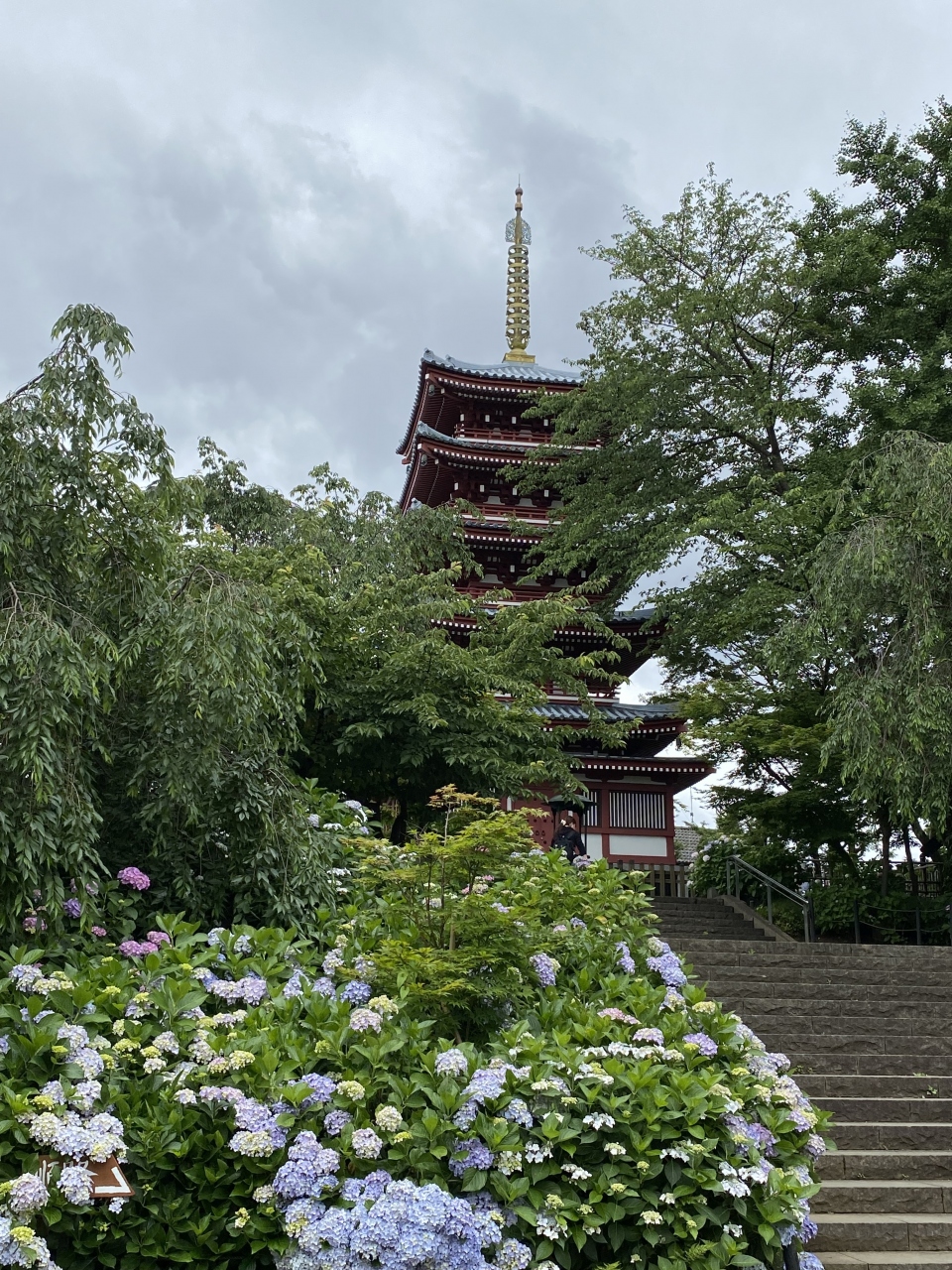 21年6月 本土寺でアジサイ鑑賞 松戸 千葉県 の旅行記 ブログ By 福ヒットさん フォートラベル