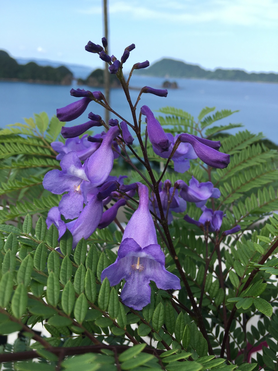 2106 ジャカランダの花を見に日南へ 日南 宮崎県 の旅行記 ブログ By ヌーピーさん フォートラベル