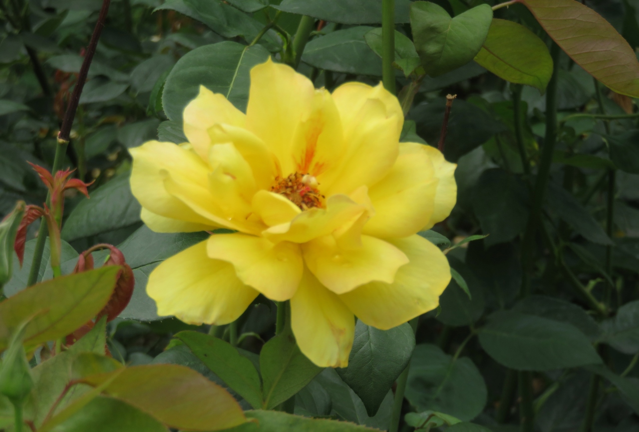 21初夏 庄内緑地公園のバラ 7 10 6月6日 7 ローズ ゴジャール ギー サヴォア フラゴナール 天津乙女 名古屋 愛知県 の旅行記 ブログ By 旅人のくまさんさん フォートラベル