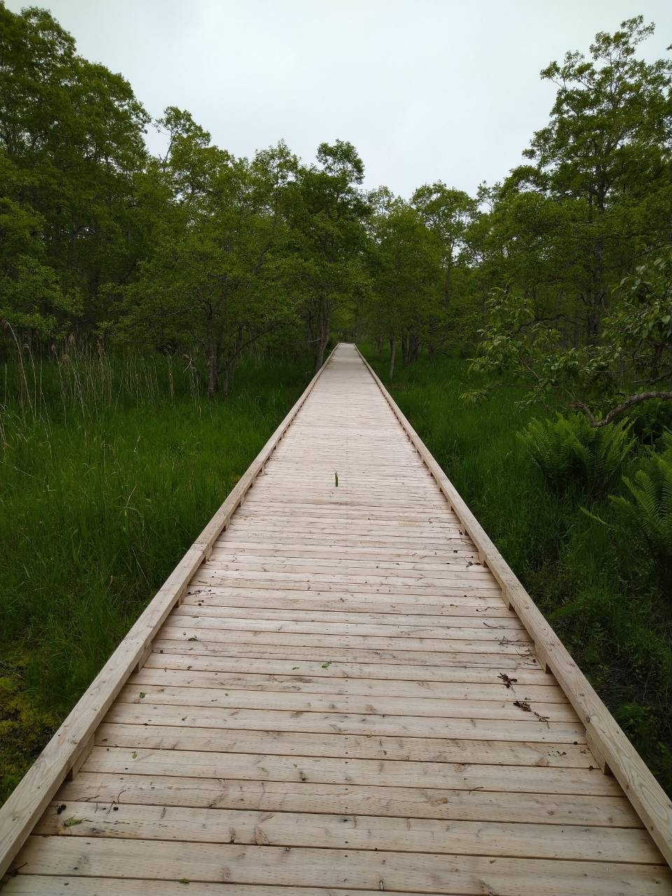 北海道 釧路湿原を3つの展望台から眺める 釧路湿原 釧路 北海道 の旅行記 ブログ By Yuriさん フォートラベル 北海道 釧路湿原を3つの展望台から眺める 釧路湿原 釧路 北海道 の旅行記 ブログ By Yuriさん フォートラベル