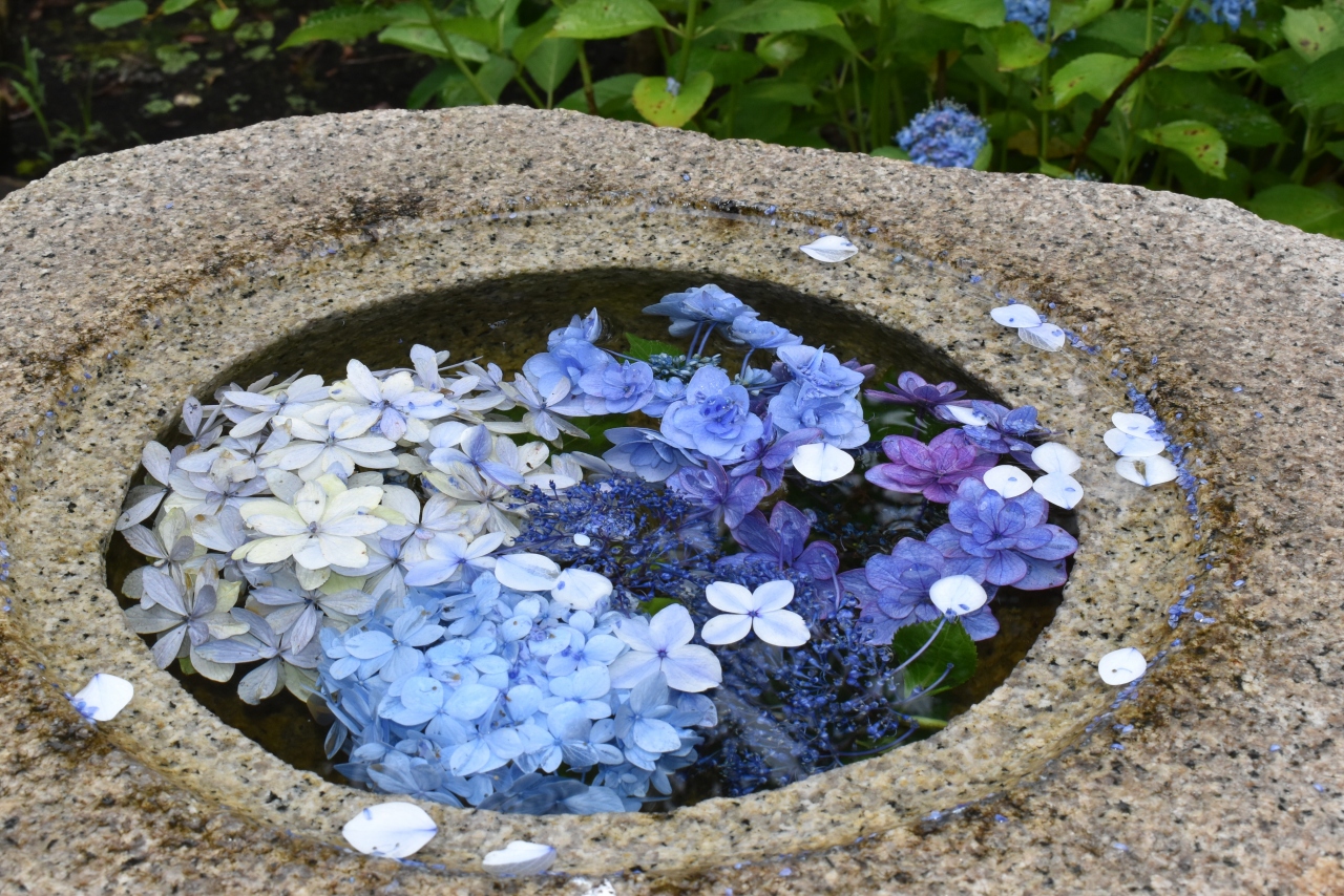 あじさいが見ごろの鎌倉へ 一人で日帰りプチ旅行 鎌倉 神奈川県 の旅行記 ブログ By Mugieさん フォートラベル あじさいが見ごろの鎌倉へ 一人で日帰りプチ旅行 鎌倉 神奈川県 の旅行記 ブログ By Mugieさん フォートラベル
